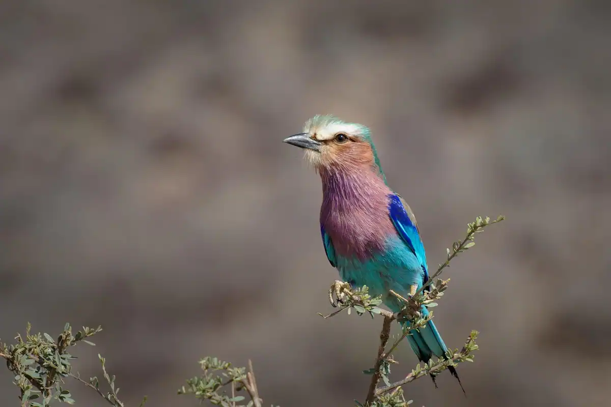 O pasăre exotică cu coada lungă, în mediul ei natural din savană, fotografiată de aproape