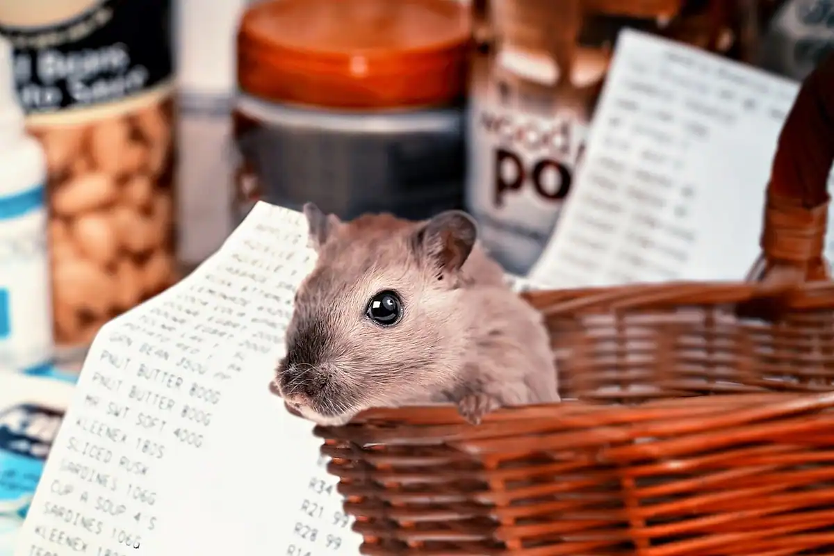 Un hamster cu un coș de cumpărături, scenă simbolică despre cumpărăturile făcute în panică
